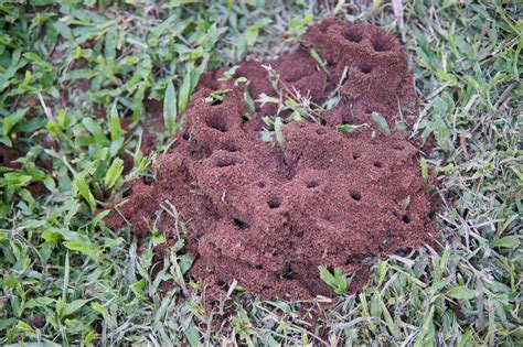 Kill ants in yard. Things To Know About Kill ants in yard. 